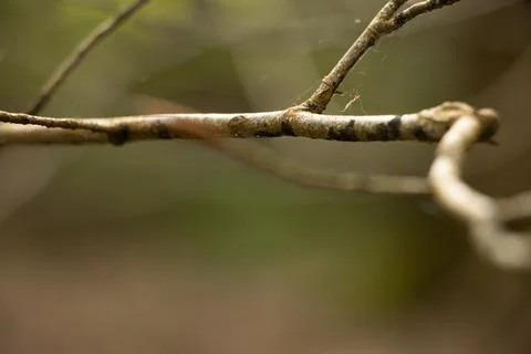 Branch Stock Photos