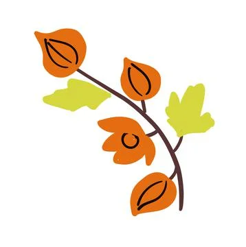 Branch of physalis isolated on white. Vector illustration Stock Illustration