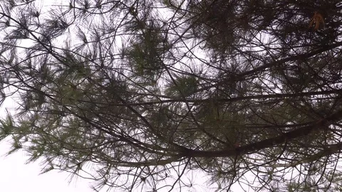 Branch of pine against the blue sky in the wind Stock Footage 90089869