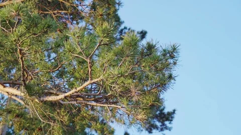 Branch of pine on a background of blue sky 스톡 동영상 76436501