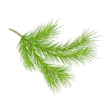 A branch of pine.  close-up. Isolated. Vector illustration. Eps 10. Stock Illustration