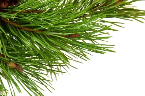 A branch of a pine close-up. Isolated on white background. Christmas. New Yea Stock Photos