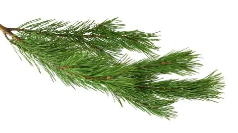 A branch of a pine close-up. Isolated without a shadow. Foto stock