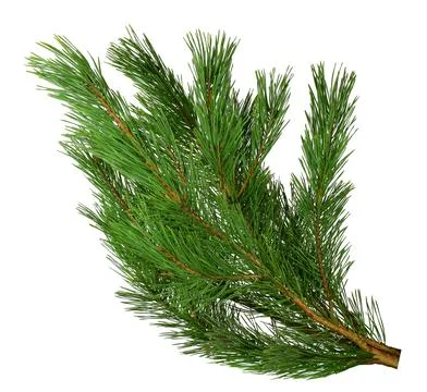 A branch of a pine close-up. Isolated without a shadow. Stock Photos
