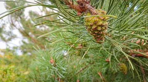 Branch of  pine with  cone (also known as the maritime pine or cluster pine) Stock Photos