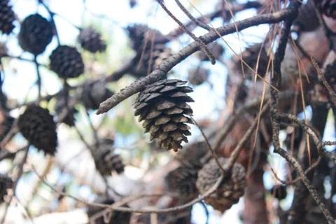 Branch with pine cone. Stock Photos
