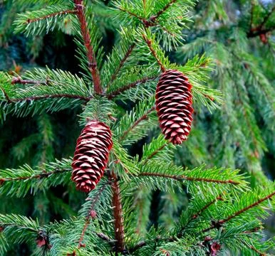 Branch with Pine Cone Stock Photos