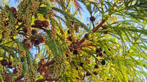 A branch of pine, cones against the blue sky. Stock Footage 301089531