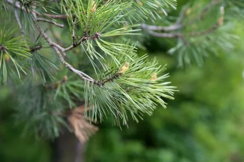A branch of pine with cones on a green background Stock Photos