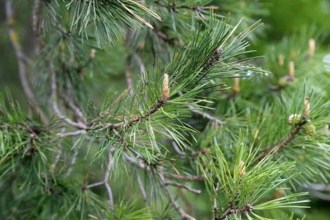 A branch of pine with cones on a green background Stock Photos