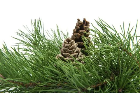 Branch of pine with cones isolated Stock Photos