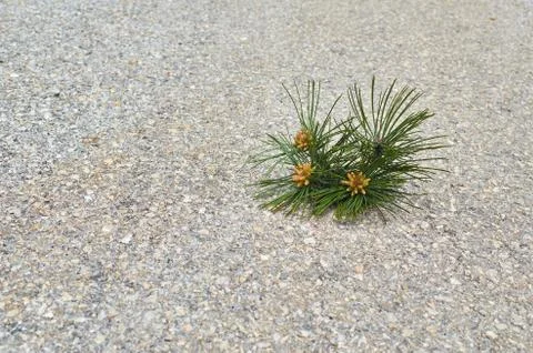 Branch with pine cones on a road Stock Photos