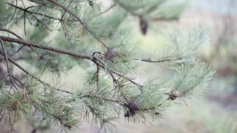 A branch of pine with cones swaying in the wind by day. Stock Footage 98973339