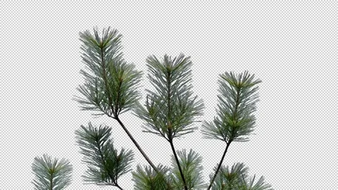 A branch of pine cones on a transparent background Stock Footage 273173078