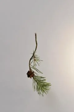 A branch of pine curved with one blooming, open cone, and with a bare base. Stock Photos