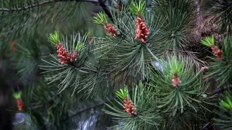 Branch of pine Video stock 746416
