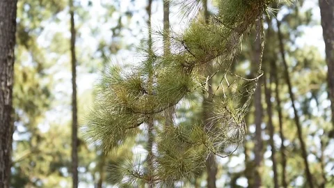 Branch of pine forest Stock Footage 75263263
