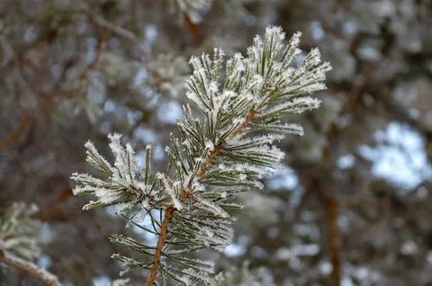 A branch of pine in the forest in winter. View from the front Stock Photos