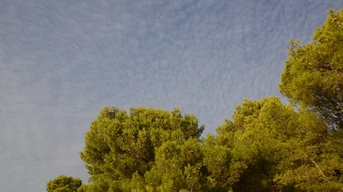 Branch of pine with green needles and conifer cone at summer sunlight. Stock Footage 101435048