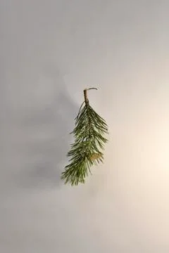 A branch of pine little thick fluffy with one not blooming, closed cone. Stock Photos