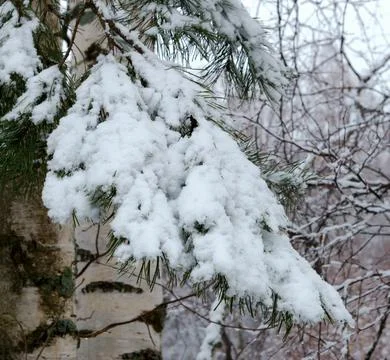 A branch of pine with meltdown spring snow Stock Photos