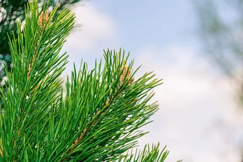 A branch with pine needles buds close up Stock Photos