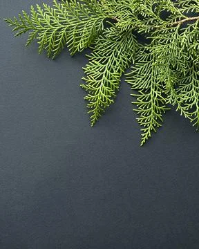 Branch of pine needles on a dark  background.  Winter or New Year concept. .. Stock Photos