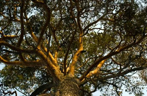 Branch pine Foto stock