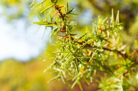 Branch of pine Stock Photos