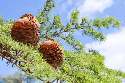 Branch of pine 스톡 사진