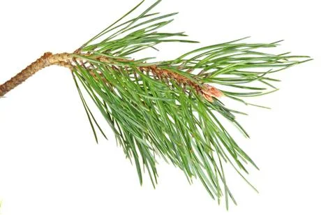 Branch  pine Stock Photos