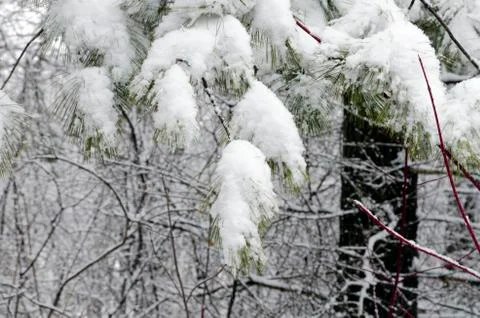Branch of pine Stock Photos