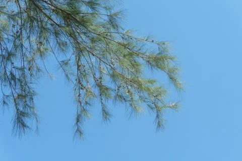 Branch of pine Stock Photos