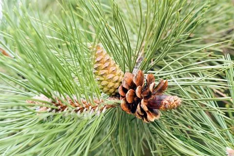 Branch of  pine Stock Photos