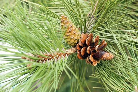 Branch of  pine Stock Photos