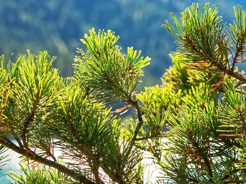 Branch pine Stock Photos