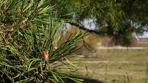 A branch of pine rocks in the wind. Slow motion Stock Footage 74933215