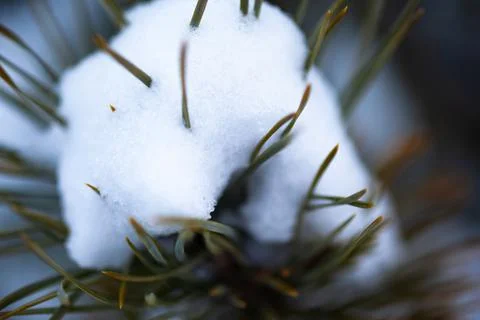 A branch of pine in the snow close-up Stock Photos