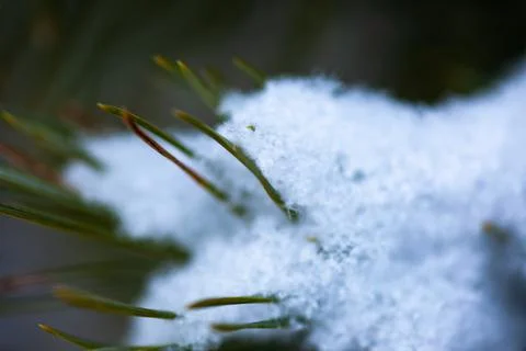 A branch of pine in the snow close-up Stock Photos