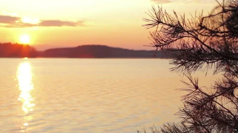 Branch of pine with the sunset over the lake in background Stock Footage 58822729