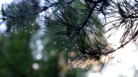 Branch of a pine tree after a rain Stock Footage 93640795