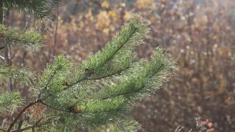 A branch of a pine tree against the background of a blue sky in autumn in th Stock-Footage 274398135