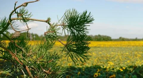 Branch of a pine tree against the background of a yellow field of sunflowers 库存照片