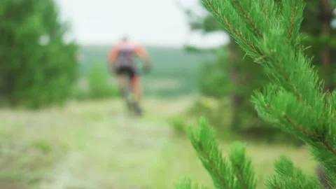 A branch of a pine tree. Athletes riding mountain bikes on a forest trail Stock Footage 166081223