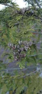 The branch of a pine tree with cones Stock Photos