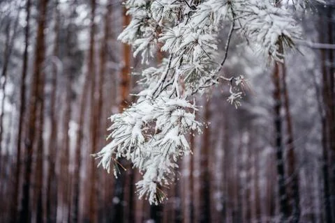 A branch of a pine tree covered with fluffy snow againt winter forest background Stock Photos