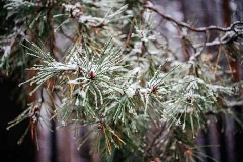 A branch of a pine tree covered with fluffy snow againt winter forest background Stock Photos