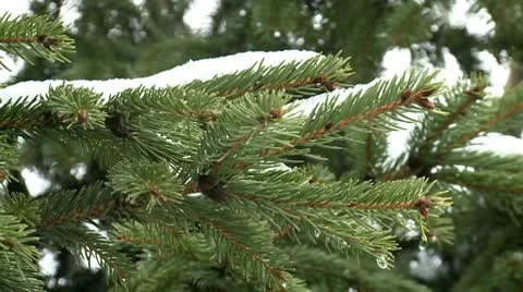 Branch of pine tree covered with snow 5 Stock Footage 10704783