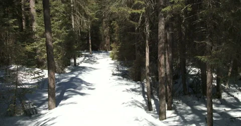 Branch of a pine tree covered in snow on a trail Stock Footage 49015595