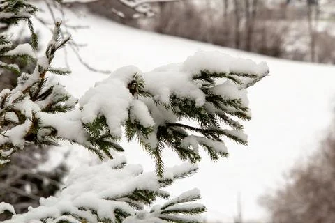 Branch of pine tree covered with snow Foto stock